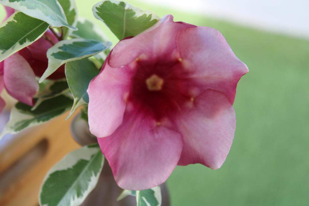 Sollaris Ecopousada جاباراتينغا المظهر الخارجي الصورة